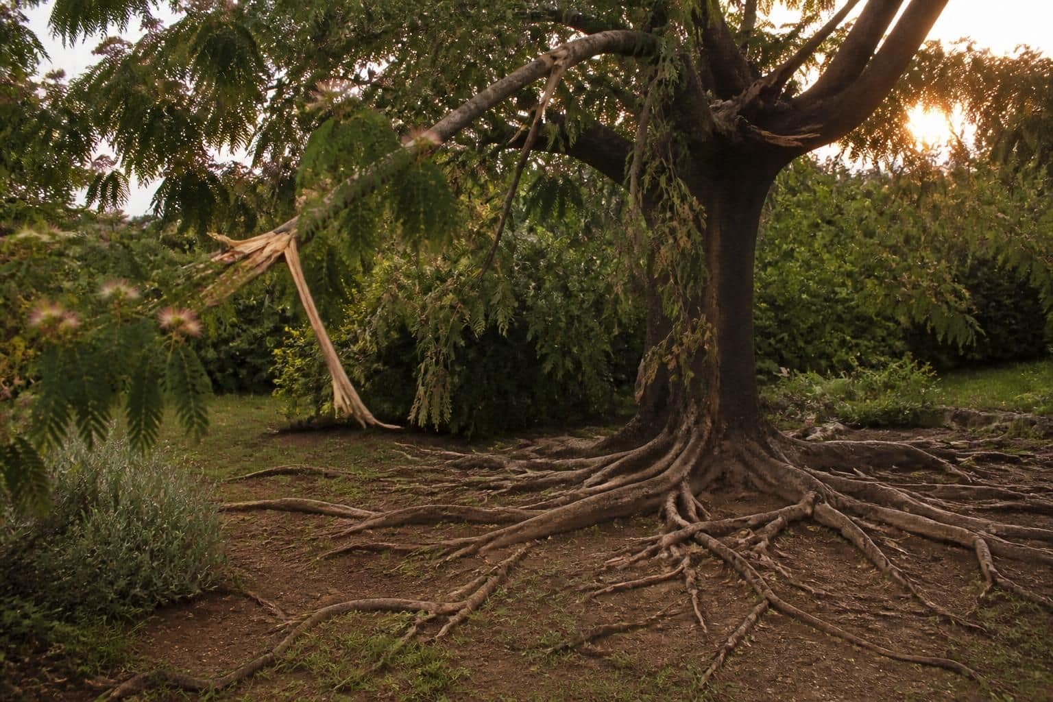 découvrez les inconvénients de l'albizia : toxicité, fragilité et racines envahissantes. informez-vous avant de planter cet arbre pour éviter les mauvaises surprises.