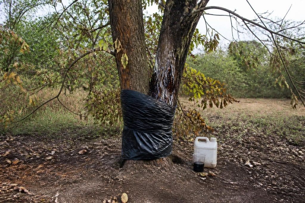 découvrez des méthodes efficaces et rapides pour faire mourir un arbre en toute sécurité, tout en respectant l'environnement et la réglementation.