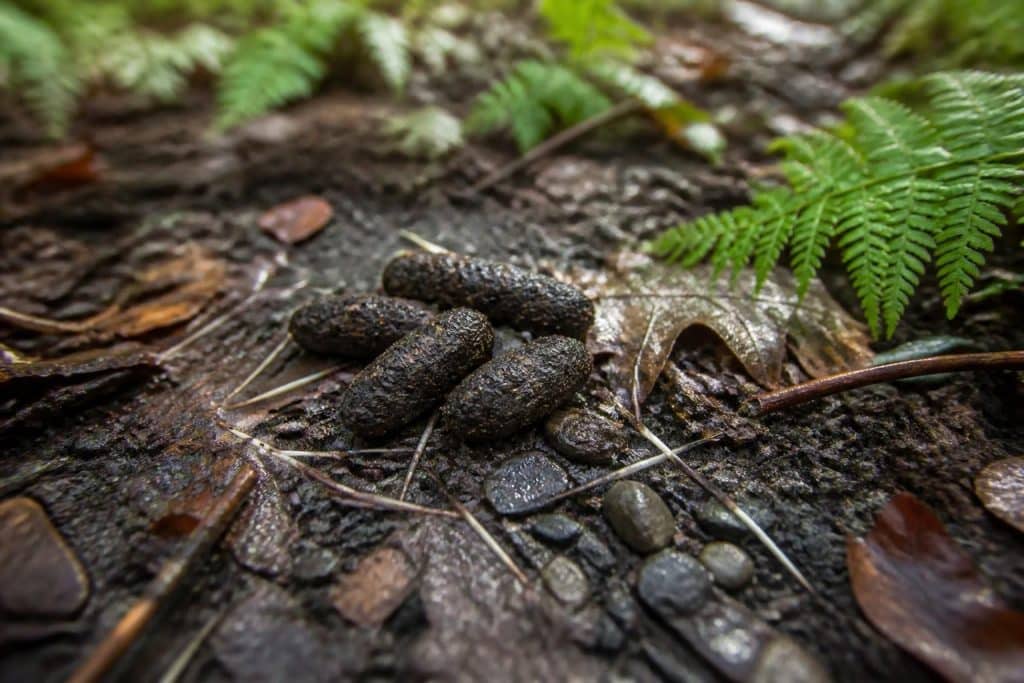 découvrez comment identifier la crotte de hérisson et comprendre ses caractéristiques pour mieux connaître cet animal nocturne discret.