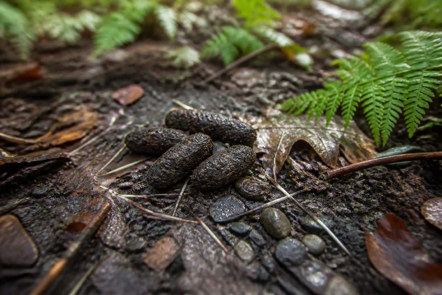 découvrez comment identifier la crotte de hérisson et comprendre ses caractéristiques pour mieux connaître cet animal nocturne discret.