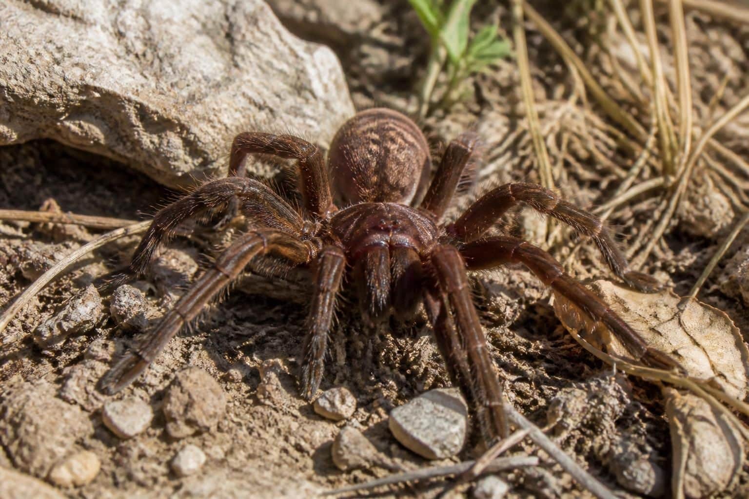 découvrez les caractéristiques, l'habitat naturel et le niveau de dangerosité de la mygale de provence, une araignée fascinante présente dans le sud de la france.