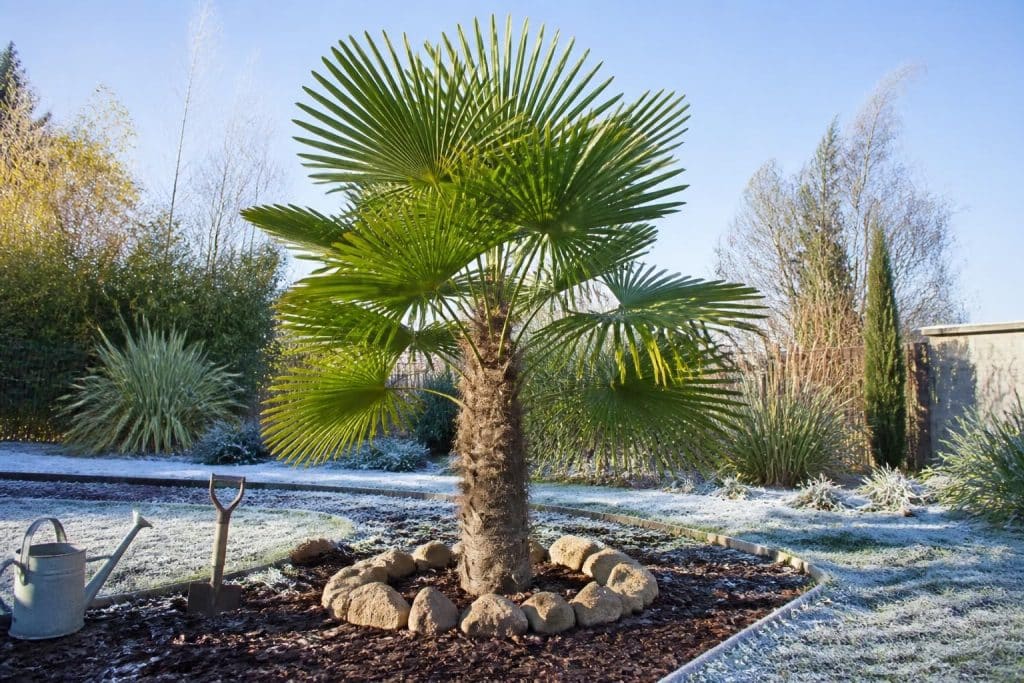 découvrez comment planter, entretenir et protéger le trachycarpus fortunei, un palmier résistant au froid, idéal pour votre jardin.
