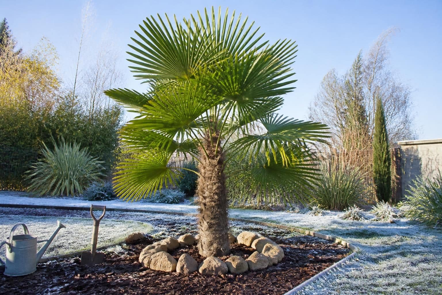 découvrez comment planter, entretenir et protéger le trachycarpus fortunei, un palmier résistant au froid, idéal pour votre jardin.