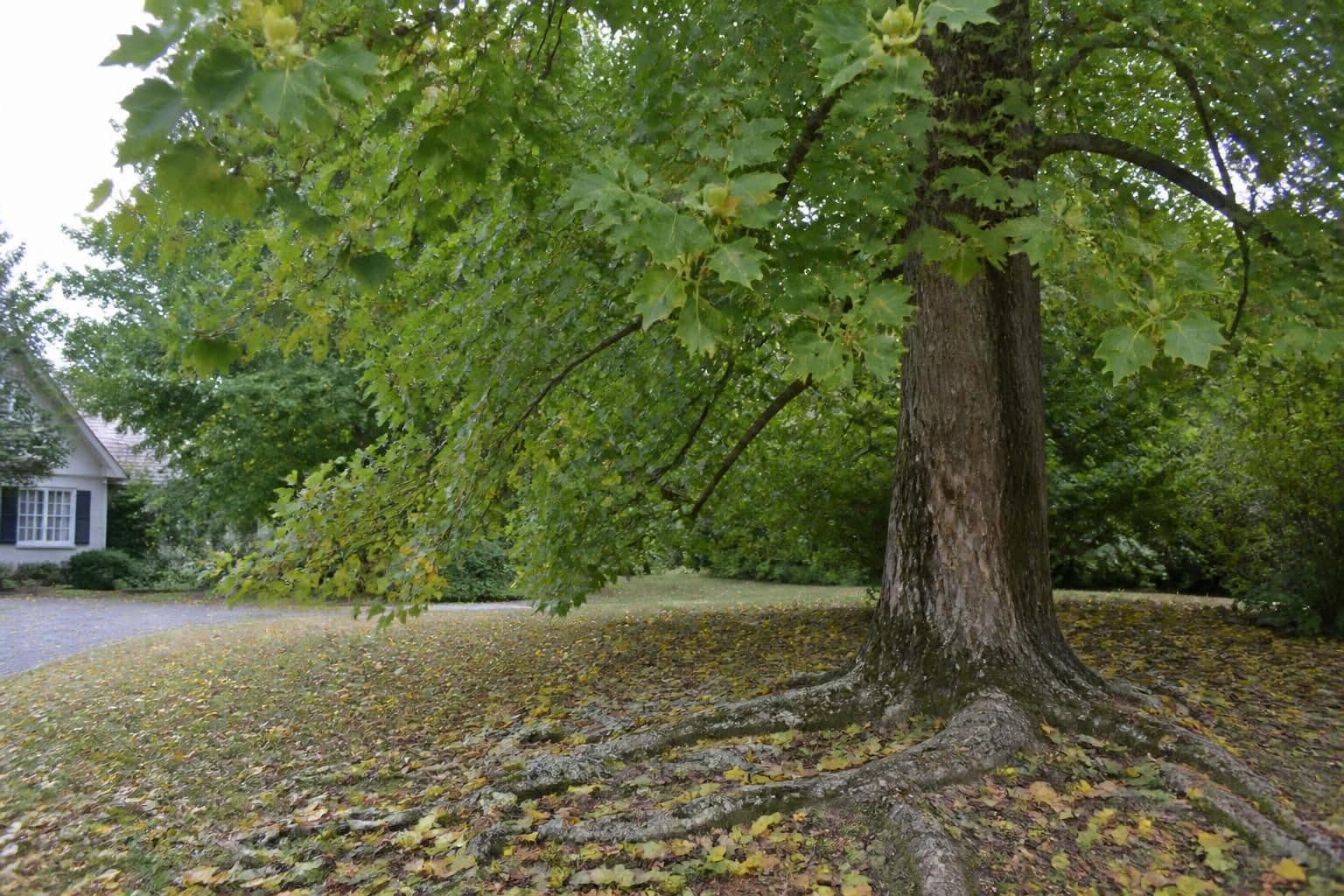 découvrez les inconvénients du tulipier de virginie et les éléments essentiels à connaître avant de l’intégrer à votre jardin pour assurer sa croissance et son entretien.