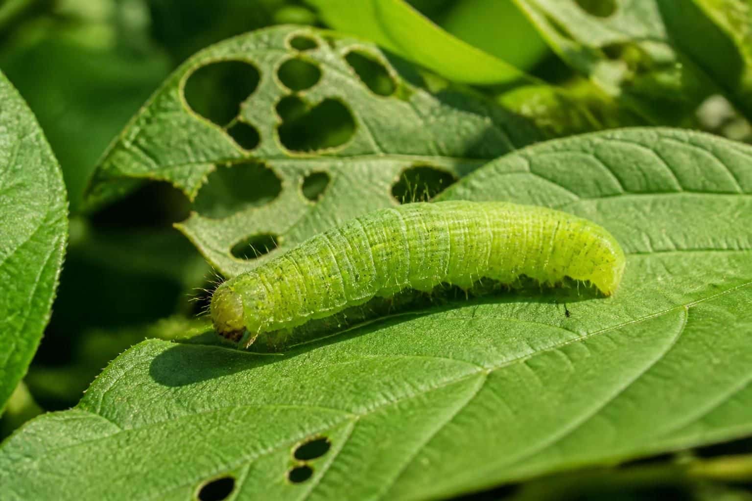 découvrez comment identifier la chenille verte, comprendre les dégâts qu'elle cause et explorez des méthodes efficaces pour la lutter et protéger vos plantes.