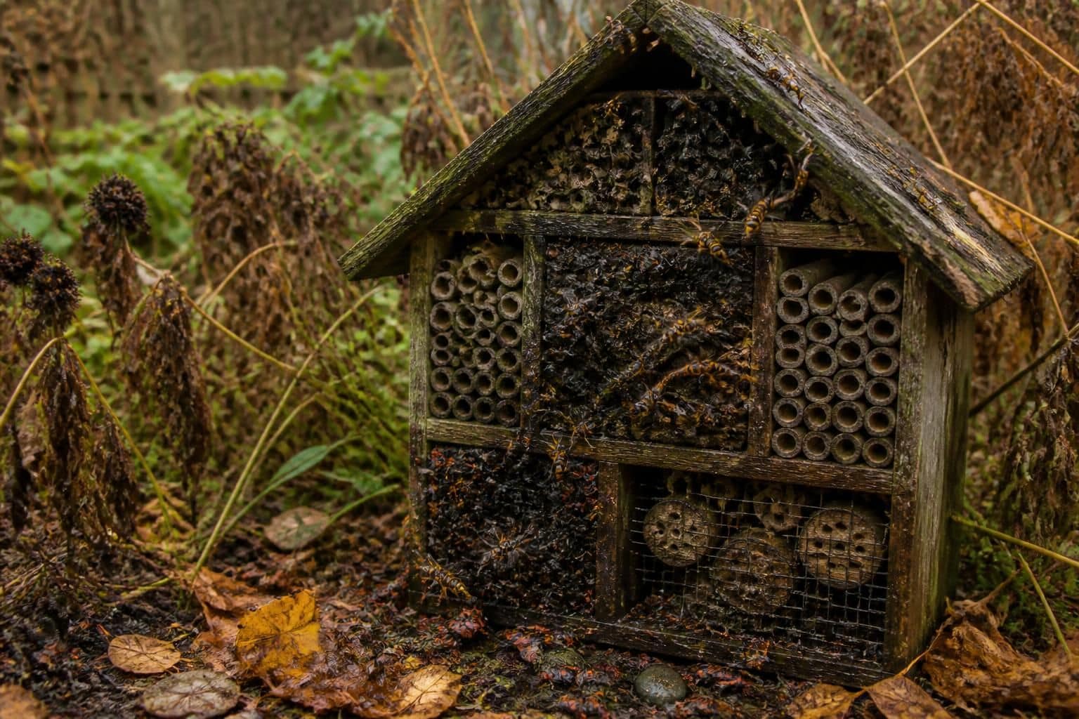 découvrez les inconvénients des hôtels à insectes, les risques potentiels et les limites à connaître avant d'en installer un dans votre jardin.